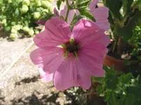009.webp