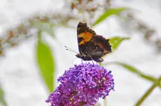 DSC_1462.webp