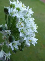 P1010783.webp
