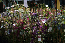 Clematis in allen Farben_640.webp