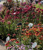 Echinaccae in sämtlichen farben und Formen_600.webp