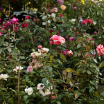 Rosenstand_700.webp