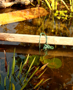 Almost Black zu Wasser gelassen_700.webp