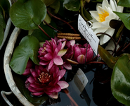 Neuerwerb_Almost Black_640.webp
