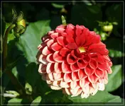 comp_DSC01865.webp