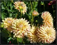 comp_DSC01870.webp