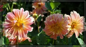 comp_DSC01867.webp