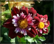 comp_DSC01868.webp