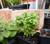 Buschbasil.webp