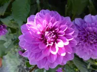 P1010713.webp