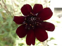 P1010726dunkle Schokoladenblume.webp