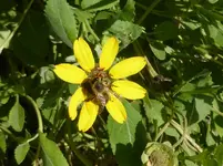 P1010729gelbe Schokoladenblume.webp