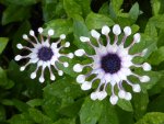 P1010736Kappkörbchen Osteospermum ecklonis.jpg