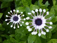 P1010736Kappkörbchen Osteospermum ecklonis.webp