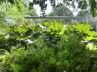 P1010747Mammutblatt.webp
