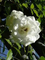 P1010749climbing Schneewittchen.webp