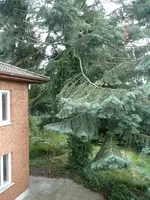 Waldwildnis.webp