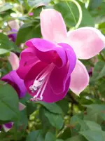 P1010705Fuchsia Paula Jane.webp