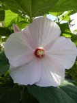 P1010716Hibiscus militaris Malvaceae.jpg