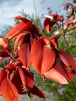 P1010720Korallenstrauch.webp
