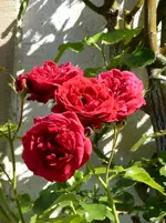 P1010731Sympathie.webp