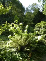 P1010743Limelight.webp