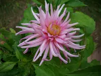 DSCI4477.webp