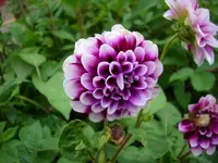 DSCI4476.webp