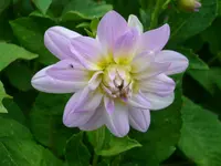 DSCI4485.webp