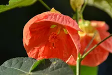 DSC_0579.webp