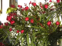 BILD5618.webp