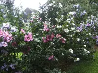 BILD5590.webp