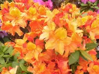 Bilda004.webp