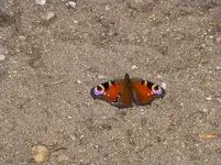 P1040731.webp
