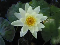 001.webp