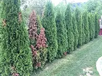 image (1).webp
