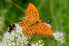 2016-08-17-9414 - Kopie.webp