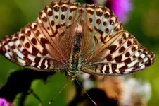 2016-08-17-9422 - Kopie.webp