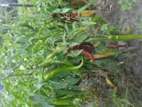 20160829_164624.jpg