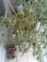 20160828_193916.webp