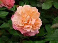 image.webp