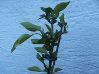 BILD5740.webp