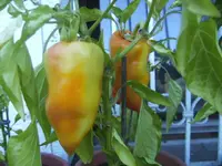 BILD5739.webp