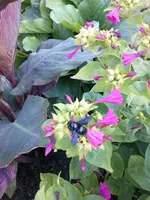 CAM00162.webp