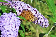 DSCF7145 (2).webp