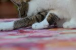 DSC_5853.jpg