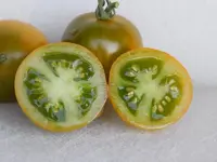 DSCN3586.webp