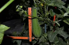 2016-08-30 Luffa1.webp