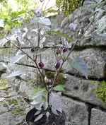 Pretty in Purple a.webp