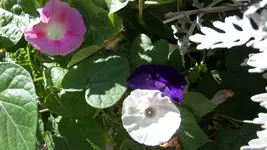 SAM_1539.webp